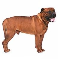 Bullmastiff