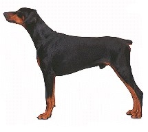 Doberman Pinscher