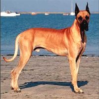 Great Dane