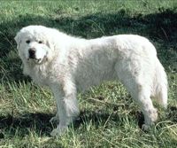 Great Pyrenees