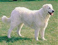 Kuvasz