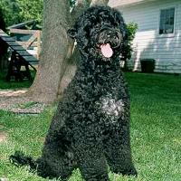 Portuguese Water Dog