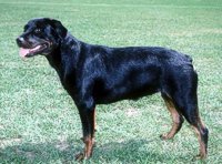 Rottweiler