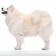 Samoyed