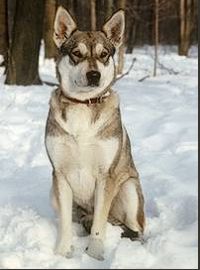 Siberian Husky