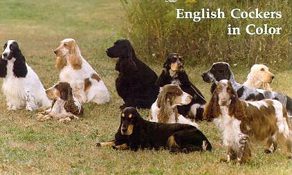 Photograph Copyright 1998-2000 The English Cocker Spaniel Club of America (http://www.ecsca.org/ecscolors.jpg)