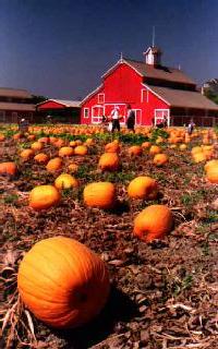 Pumpkin Patch-Faulkner Farm