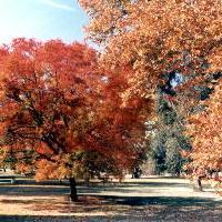 Fall color in Hart Park