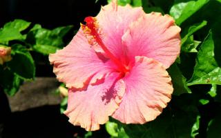 Hibiscus in full bloom