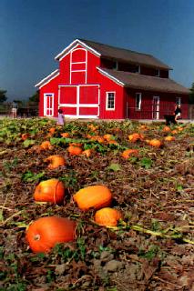 Faulkner Farm-this beauty may not last.