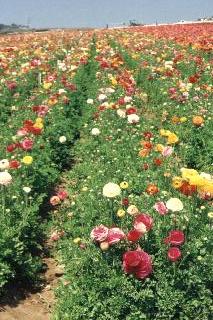 Rows of ranunculus