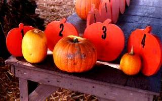 How does your pumpkin measure up?