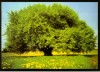 A Green Geobuche Tree