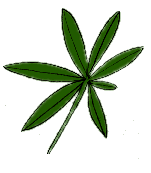 leaf