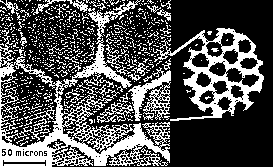 Nb superconductor