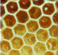 honeycomb beehive