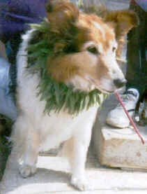 4photo2.jpg  Medical MJ Dog