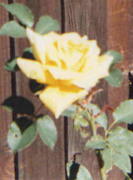 Photo of Mom's rose.