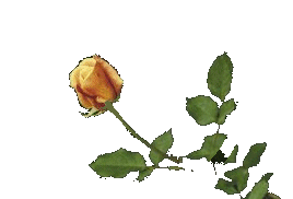 Image of yellow rose.