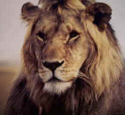 The righteous are as bold as a lion.  Proverbs 28:1