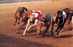 The Excitement of Greyhound Racing !