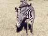 Grevy