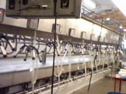 Milking Parlor-view from inside