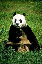 ...And this is a Panda