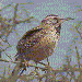 wren.gif