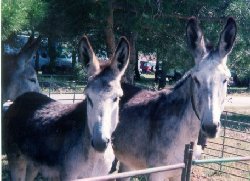 Loreto y Natalia (Cordobesas-Andaluzas)