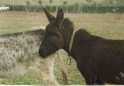 Negrillo y Manchas