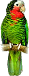 parrot.gif (8210 octets)