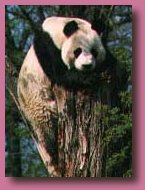 Giant Panda