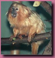 Tamarin