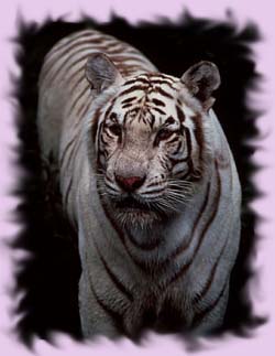 White Tiger