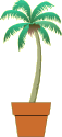 palm