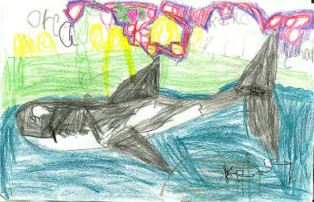 My Orca Whale