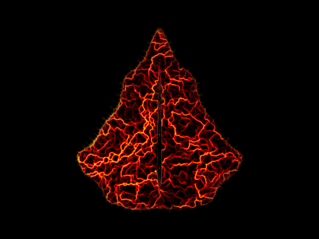 Lava