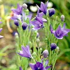 Balloon Flower Photo