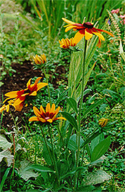 Black Eyed Susan Photo