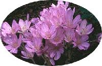 Colchicum