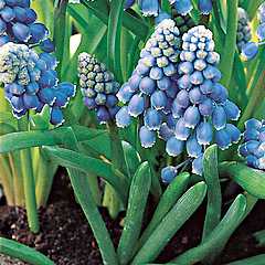 Grape Hyacinth Photo