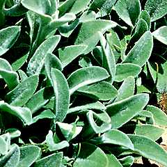 Lambs Ear Photo