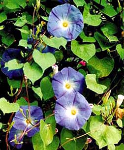 Morning Glory Photo