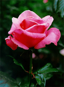 Rose Photo