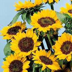 Sunflower Photo