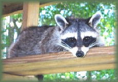 Little Girl on the back deck resting