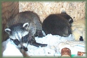 Kits in Pecan tree denbox