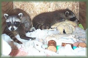 Kits in Pecan tree denbox