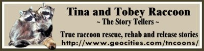 Tina and Tobey Raccoon Banner